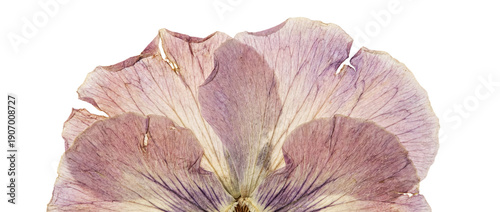 Photos Close-up pressed flower petal in soft purple and beige tones, detailed veins, isolated on transparent background