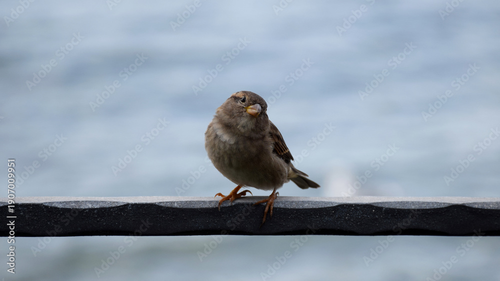 Fototapeta premium A sparrow stands on a metal rod.