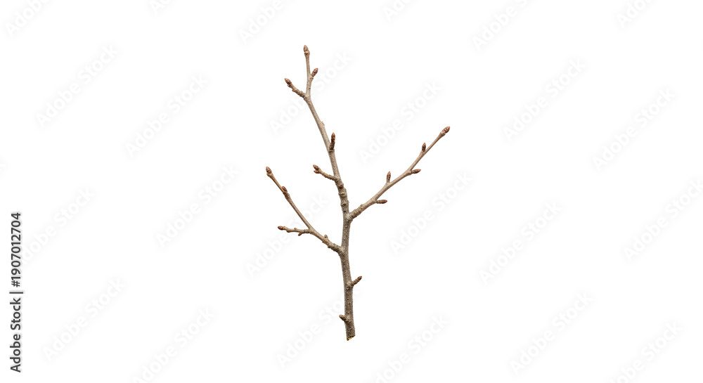 Fototapeta premium A small bare tree branch on transparent background