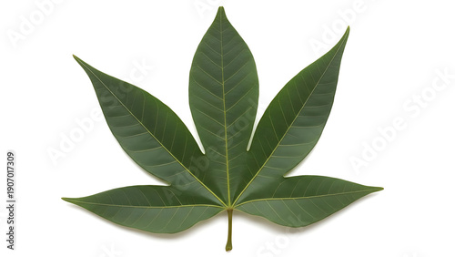 Large green leaf with intricate veins on white background