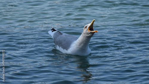 Canvas Print A seagull floats on the water with its beak open.