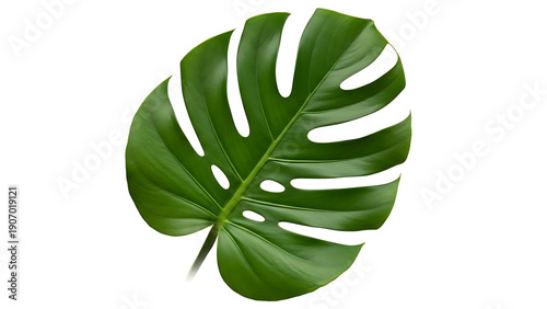 Large Monstera Leaf Isolated on White Background
