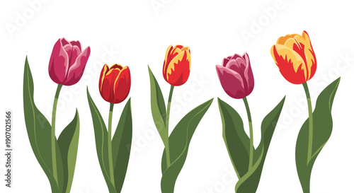 Beautiful colorful tulips with red, pink, and yellow petals on green stems isolated on a clean white background for spring themes.