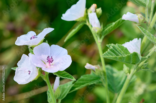 Closeup of marsh-mallow in bloom with blurred background