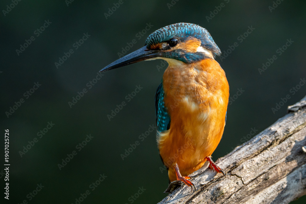 Fototapeta premium kingfisher watching