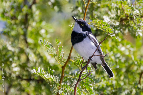 Pririt Batis (Batis pririt) male perched in broadleaved woodland, Karoo National Park, Western Cape, South Africa