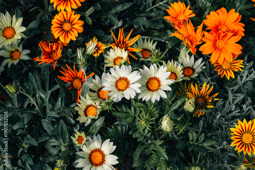Tableau sur toile Close-up of vibrant Gazania flowers in orange, white, and yellow tones