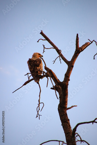 Juvenile tawny eagle perched on a dead tree branch against clear sky, photographed in Kruger National Park, South Africa, showing typical raptor posture in savanna habitat.