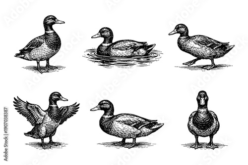 Vintage duck sketches set with detailed hand-drawn styles