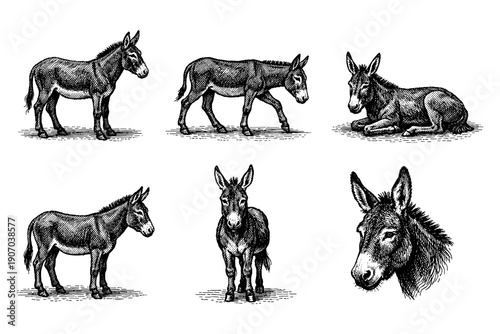 Detailed donkey set featuring walking, sitting, and portrait views in vintage style
