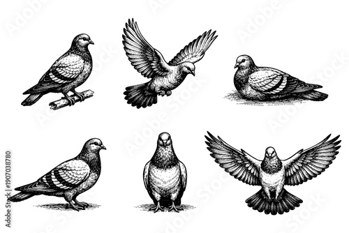 Detailed sketches of pigeons in various poses on a white background