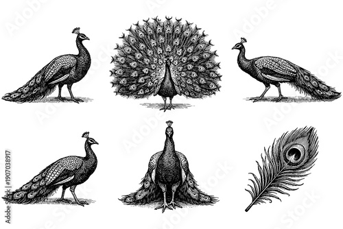 Elegant peacock collection in intricate vintage style featuring detailed plumage and feather design
