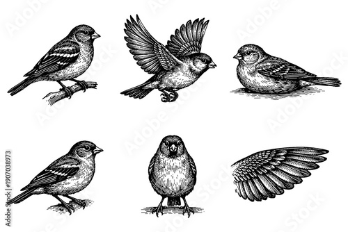 Detailed ink drawings of various sparrows in different poses with realistic feather textures