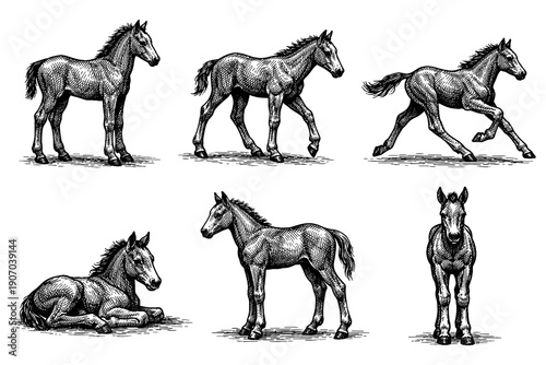 Detailed sketch of horses in various poses featuring intricate linework and shading