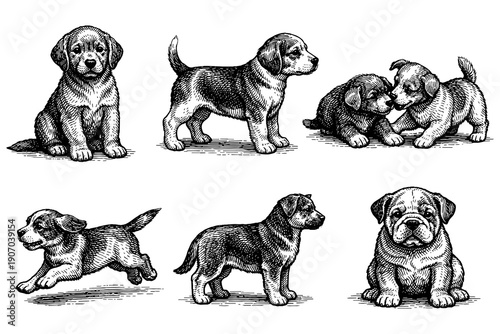 Vintage puppies set in hand drawn style - playful and adorable dog illustrations