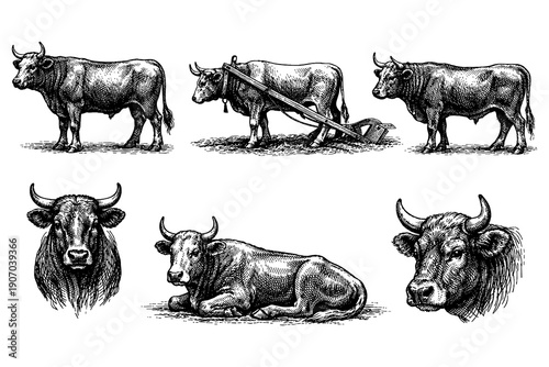 Detailed farm animal drawings: oxen and bulls in vintage ink style
