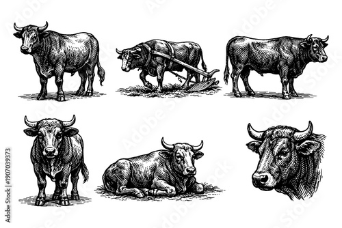 Hand-drawn cattle set with traditional etching style details and diverse poses