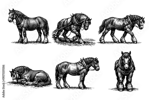Detailed vintage horse engravings of draft horses in various poses