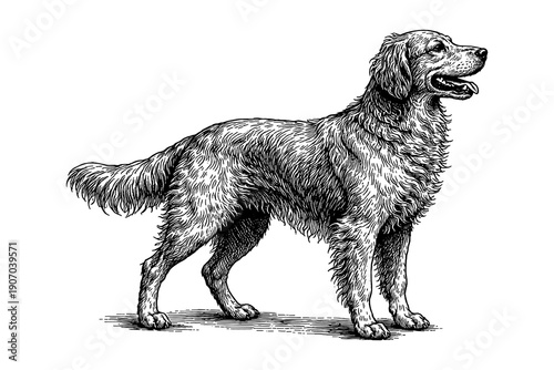 Detailed sketch of a golden retriever standing
