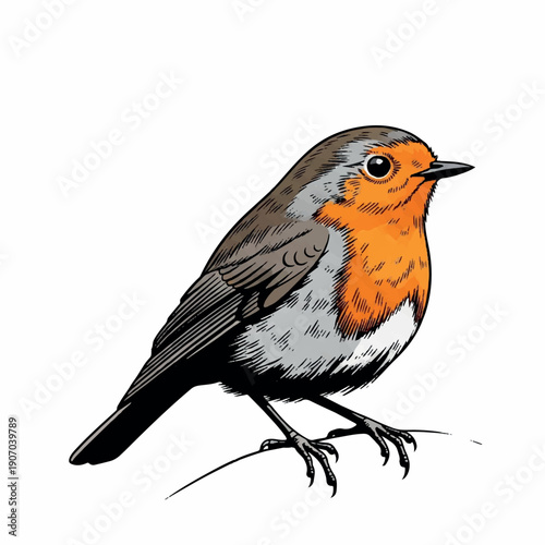 Print European Robin Bird Illustration – Hand-Drawn Wildlife Vector Style on White