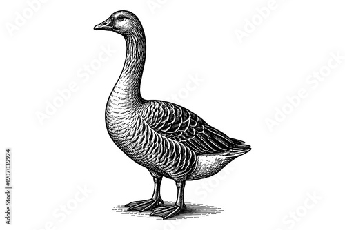 Vintage black and white goose drawing in detailed engraving style
