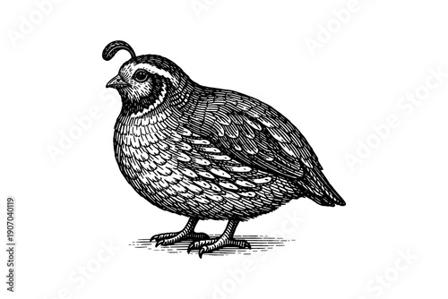 Detailed black and white quail drawing in vintage style