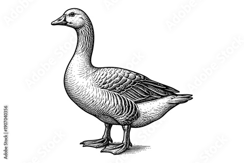 Detailed black and white hand drawn goose with realistic feather patterns