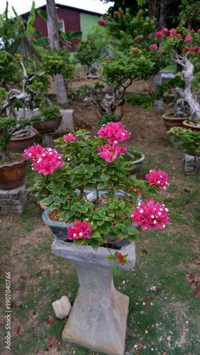 Wallpaper Mural pink flowers in a garden Torontodigital.ca