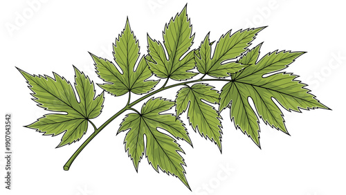 Realistic botanical illustration of a green leafy branch features multi-lobed leaves with detailed veins and a woody stem on white.