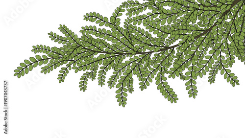 Lush green tree branch with small rounded leaves is shown in a close-up detail against a white background for versatile design use.