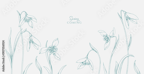 Spring background with snowdrops flowers. Detailed botanic floral collection for Valentines day invitation, wallpaper art