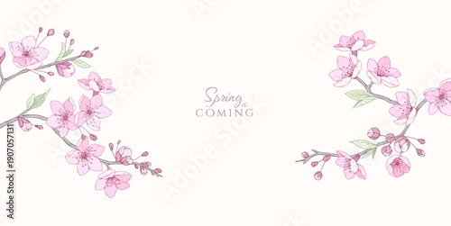 Cherry blossoms. Spring background with flowers and brunch. Detailed botanic floral collection for Valentines day invitation, wallpaper