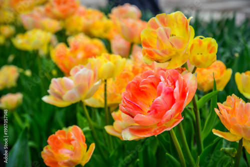 Colorful tulips in full bloom at Tonami Tulip Park in Toyama, Japan.