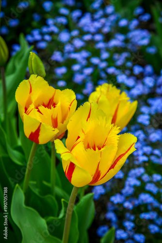 Colorful tulips in full bloom at Tonami Tulip Park in Toyama, Japan.