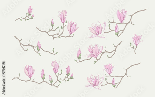 Set of magnolia blooming, flowers and brunch. Spring Detailed background with botanic floral elements for Valentines day invitation, wallpaper