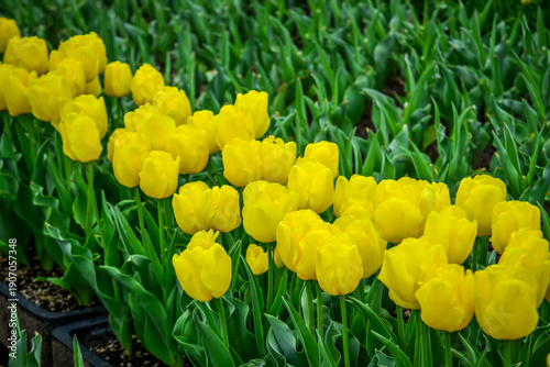 Colorful tulips in full bloom at Tonami Tulip Park in Toyama, Japan.