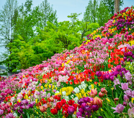 Fotobehang Groen Colorful tulips in full bloom at Tonami Tulip Park in Toyama, Japan.  © Phuong