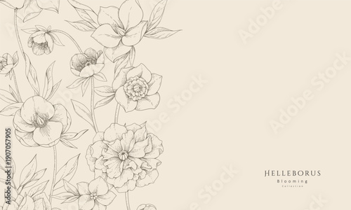 Hellebore background with flowers and leaves. Detailed hand drawn ink illustration of helleborus for invitation, wallpaper art or save the date