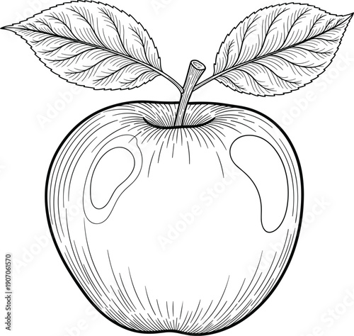 Detailed hand drawn vector illustration of a majestic peregrine falcon bird of prey with brown speckled feathers standing alert and isolated on a white background.