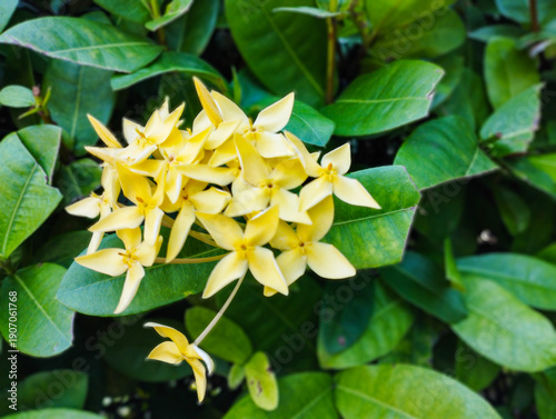 A cluster of vibrant yellow Ixora flowers in full bloom, surrounded by dense, waxy green leaves in a tropical garden setting.