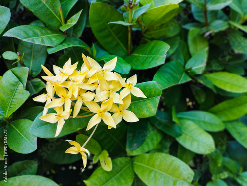 A cluster of vibrant yellow Ixora flowers in full bloom, surrounded by dense, waxy green leaves in a tropical garden setting.