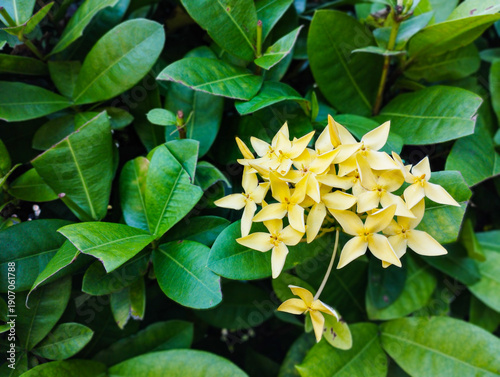 A cluster of vibrant yellow Ixora flowers in full bloom, surrounded by dense, waxy green leaves in a tropical garden setting.