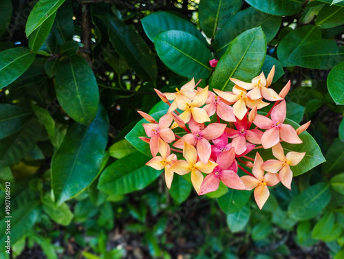 A cluster of peach and pink Ixora flowers blooming amidst dense, dark green foliage in a bright, natural setting.