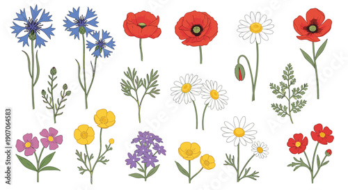 Collection of hand drawn wildflowers including poppies daisies cornflowers and violets in various colors and growth stages.