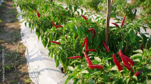 Rows of ripe red chili peppers growing in a sunny agricultural field