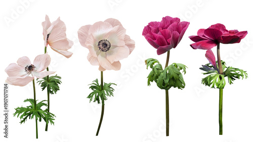 Foto Pink anemone flower isolated on transparent background