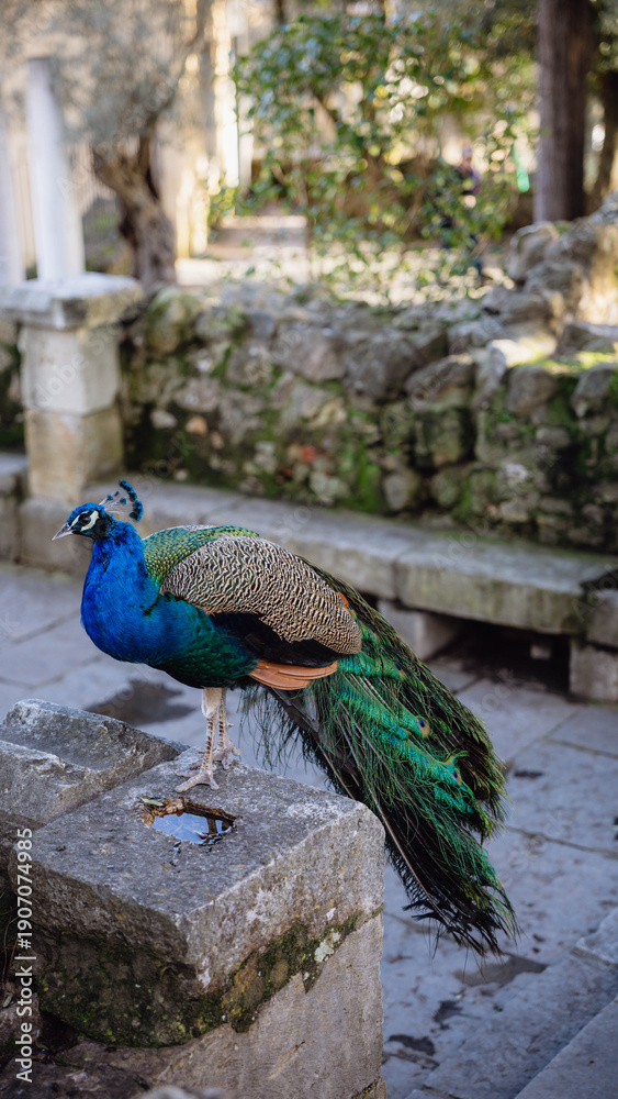 Obraz premium Peacock on a stone path in the garden