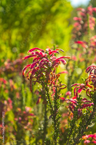 Backlit red colored Erica flowers, along the Tsitsikamma Coast of South Africa