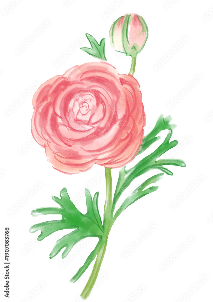 Fototapeta premium 咲き誇るピンクのラナンキュラスの花の手描きの水彩イラスト(透過PNG)