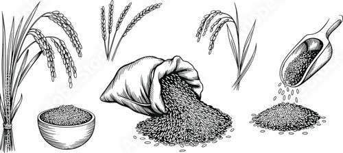 Hand drawn rice plant, grains, sack and bowl illustration set showing harvest agriculture, organic food production and traditional farming elements collection